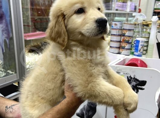 Golden Retriever Yavruları görsel